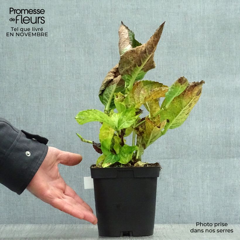 Amostra de Hortênsia macrophylla Kazan Vaso de 2 L/3 L tal como entregue no outono