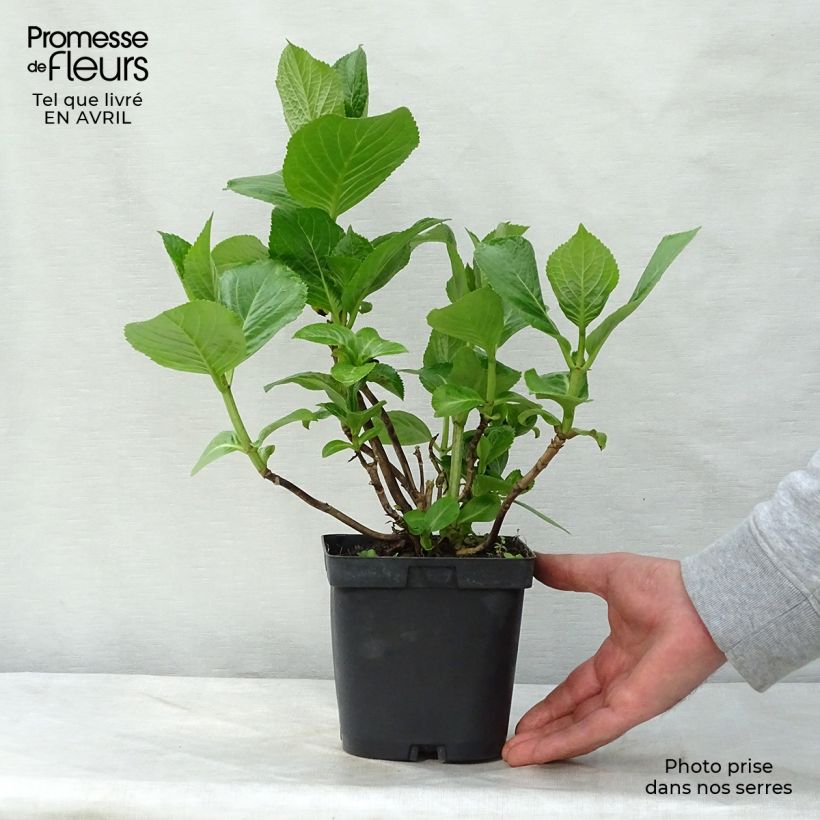 Amostra de Hortênsia macrophylla Kazan Vaso de 2 L/3 L tal como entregue na primavera