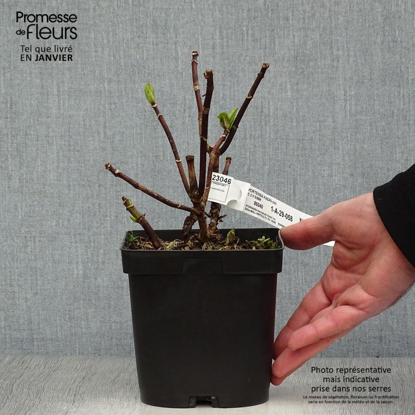 Amostra de Hortensia - Hydrangea macrophylla Kazan Vaso de 2 L/3 L tal como entregue no inverno