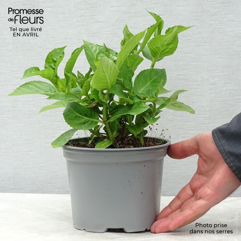Amostra de Hortênsia macrophylla Koria Vaso de 2 L/3 L tal como entregue na primavera
