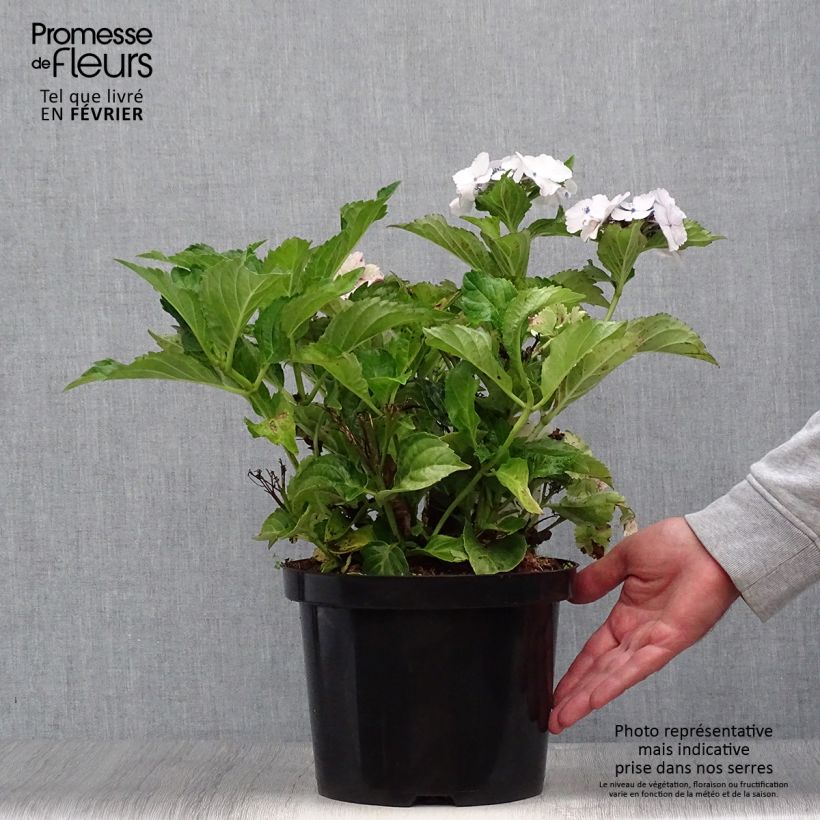 Amostra de Hortênsia macrophylla Koria Vaso de 4 L/5 L tal como entregue no outono