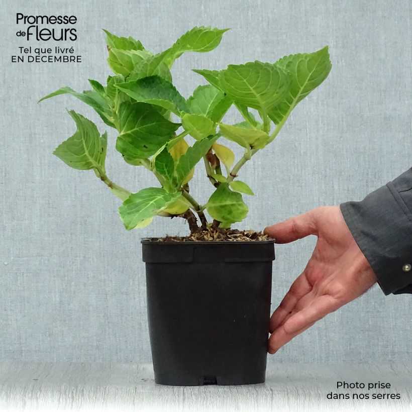 Amostra de Hortensia - Hydrangea macrophylla La Marne  Vaso de 2 L/3 L tal como entregue no inverno