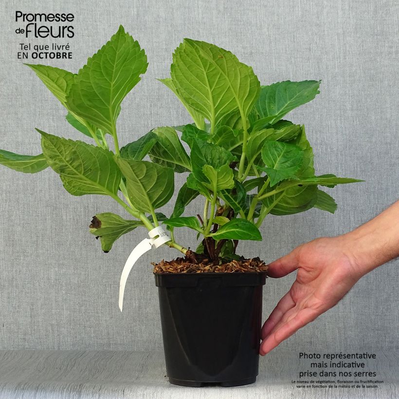 Amostra de Hortênsia macrophylla La Marne Vaso de 2 L/3 L tal como entregue no outono
