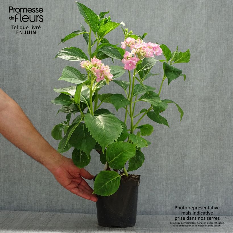 Amostra de Hortênsia macrophylla La Marne Vaso de 2 L/3 L tal como entregue no verão