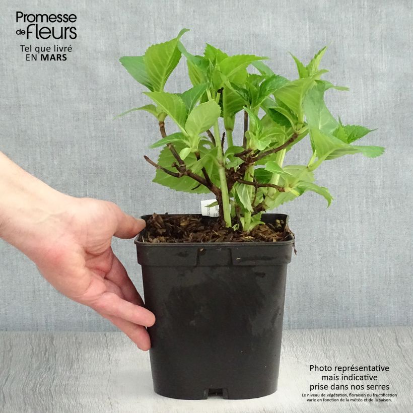 Amostra de Hortênsia macrophylla La Marne Vaso de 2 L/3 L tal como entregue na primavera