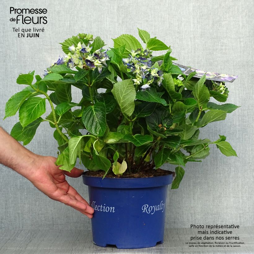 Amostra de Hortênsia macrophylla Lady Mata Hari Vaso de 2 L/3 L tal como entregue no verão