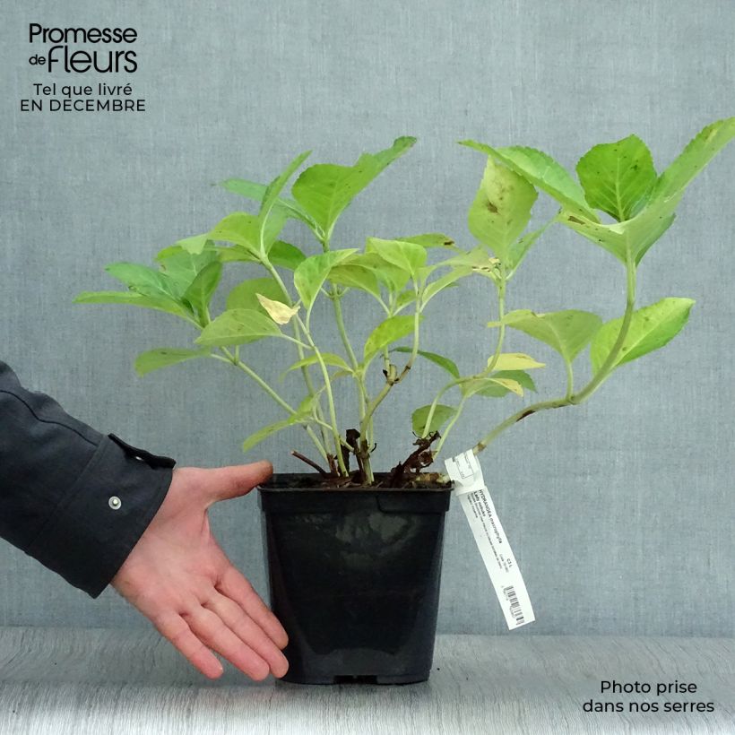 Amostra de Hortensia - Hydrangea macrophylla Lady Nobuko Vaso de 2 L/3 L tal como entregue no inverno