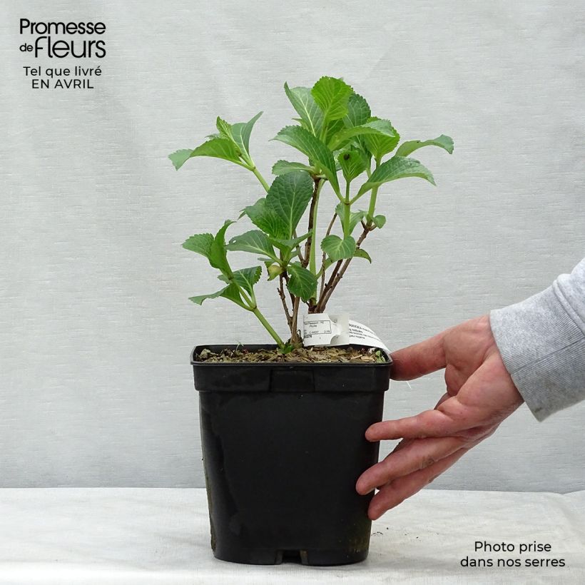 Amostra de Hortênsia macrophylla Lady Nobuko Vaso de 2 L/3 L tal como entregue na primavera