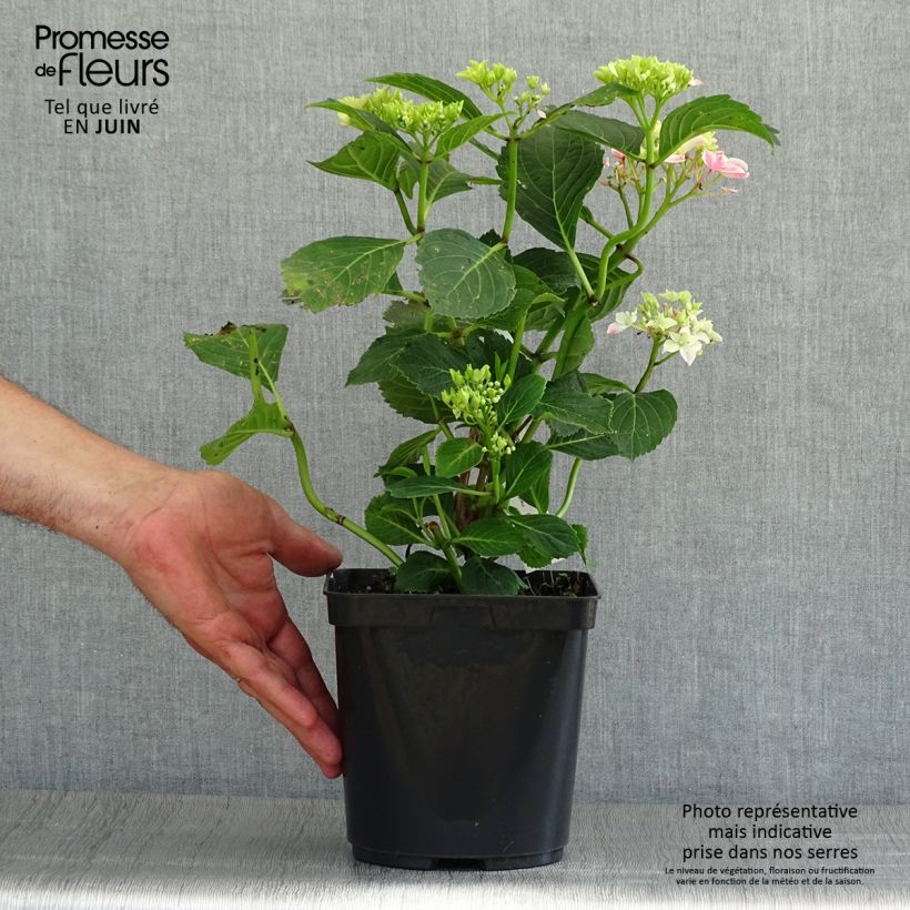 Amostra de Hortênsia macrophylla Lady Nobuko Vaso de 2 L/3 L tal como entregue no verão