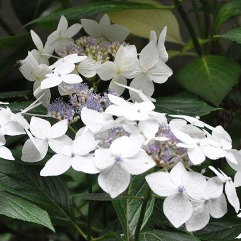 Hortênsia macrophylla Lanarth White (Floração)