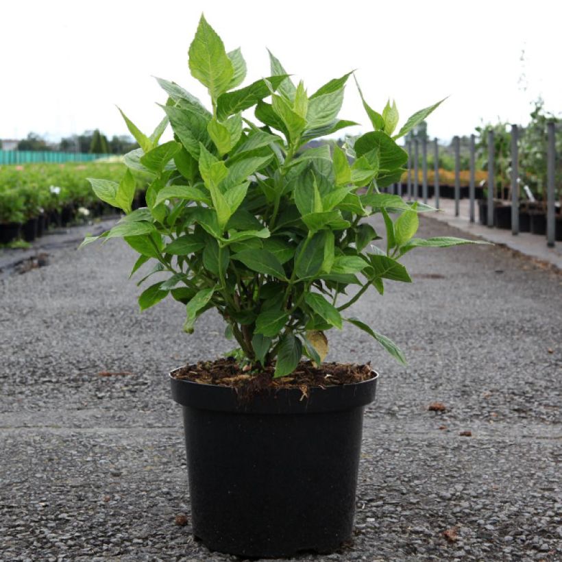 Hortênsia macrophylla Lanarth White (Hábito)