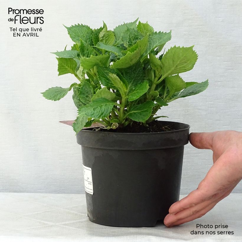 Amostra de Hortênsia macrophylla Leuchtfeuer Vaso de 2 L/3 L tal como entregue na primavera