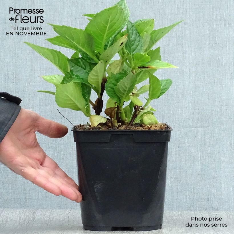 Amostra de Hortênsia macrophylla Leuchtfeuer Vaso de 2 L/3 L tal como entregue no outono