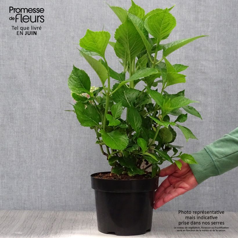 Amostra de Hortênsia macrophylla Leuchtfeuer Vaso de 2 L/3 L tal como entregue no verão
