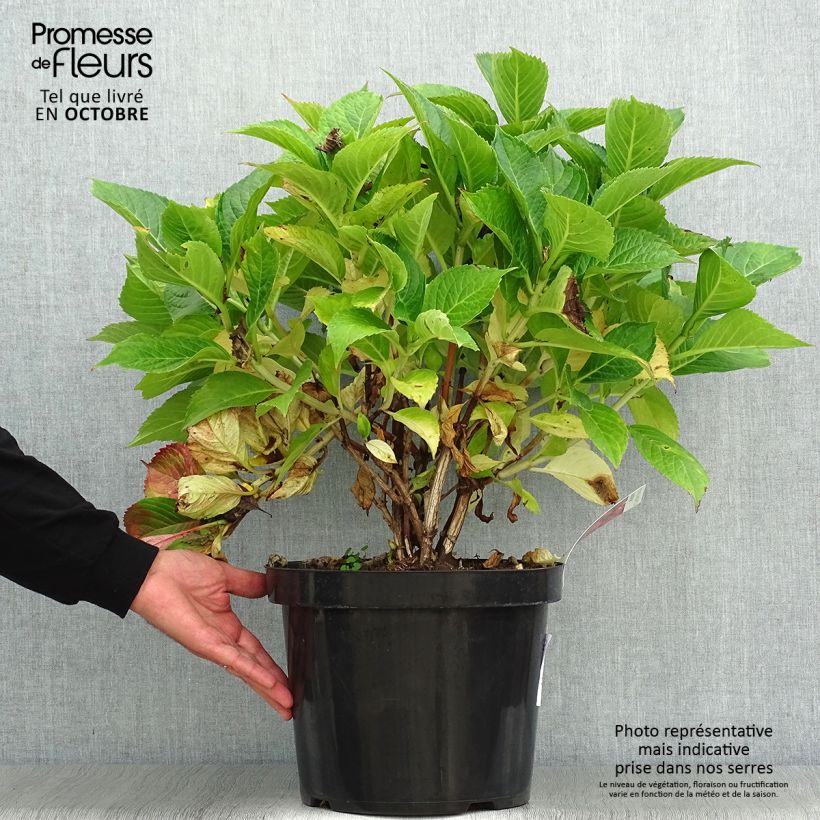 Amostra de Hortênsia macrophylla Leuchtfeuer Vaso de 7,5 L/10 L tal como entregue no outono