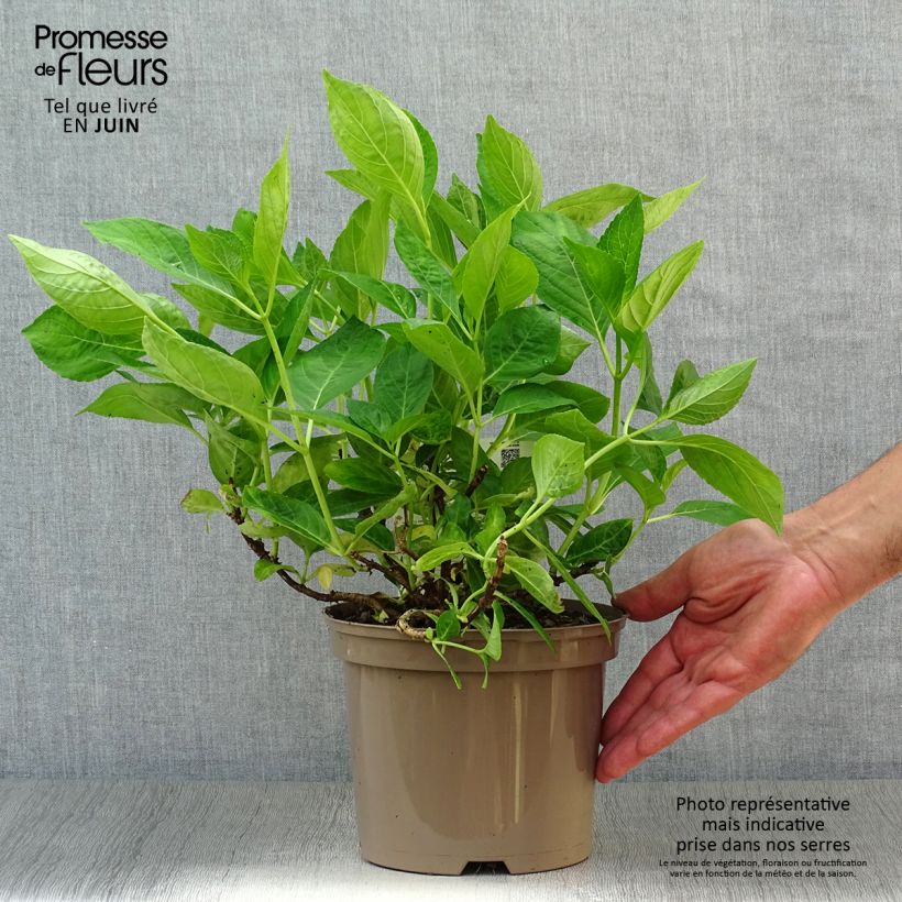 Amostra de Hortênsia macrophylla Libelle Vaso de 2 L/3 L tal como entregue no verão
