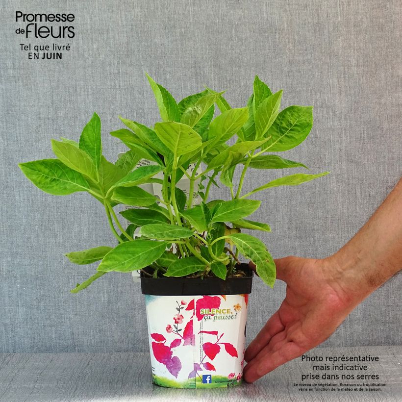 Amostra de Hortênsia macrophylla Libelle Vaso de 2 L/3 L tal como entregue na primavera