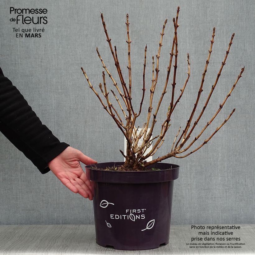 Amostra de Hortensia - Hydrangea macrophylla Light'o'Day Vaso de 7,5 L/10 L tal como entregue no inverno