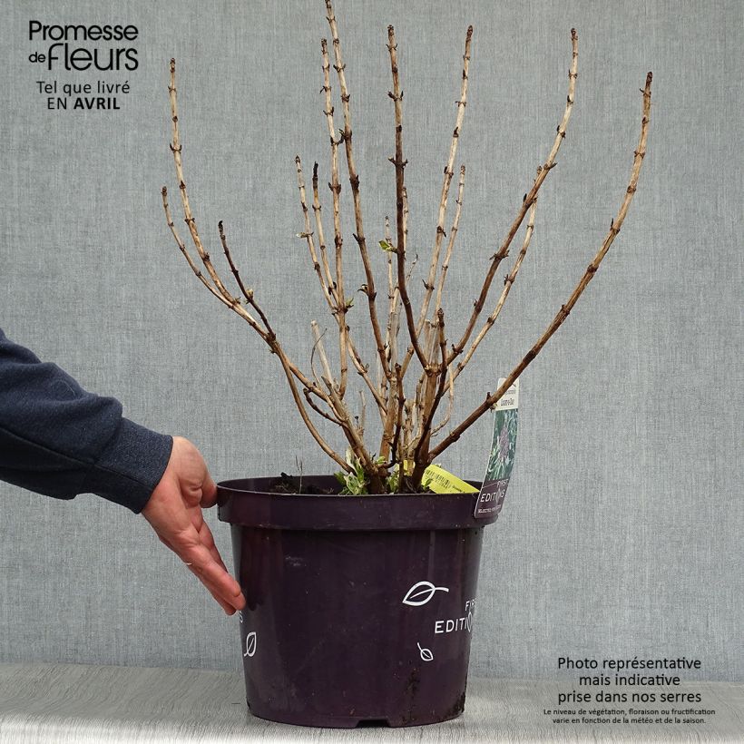 Amostra de Hortênsia macrophylla Light'o'Day Vaso de 7,5 L/10 L tal como entregue na primavera