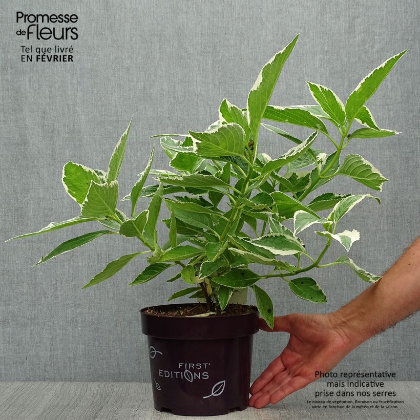 Amostra de Hortênsia macrophylla Light'o'Day Vaso de 3 L/4 L tal como entregue no outono