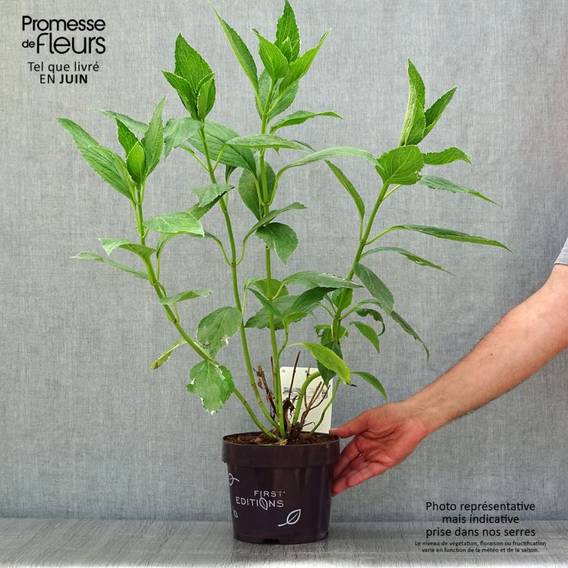 Amostra de Hortênsia macrophylla Light'o'Day Vaso de 3 L/4 L tal como entregue no verão