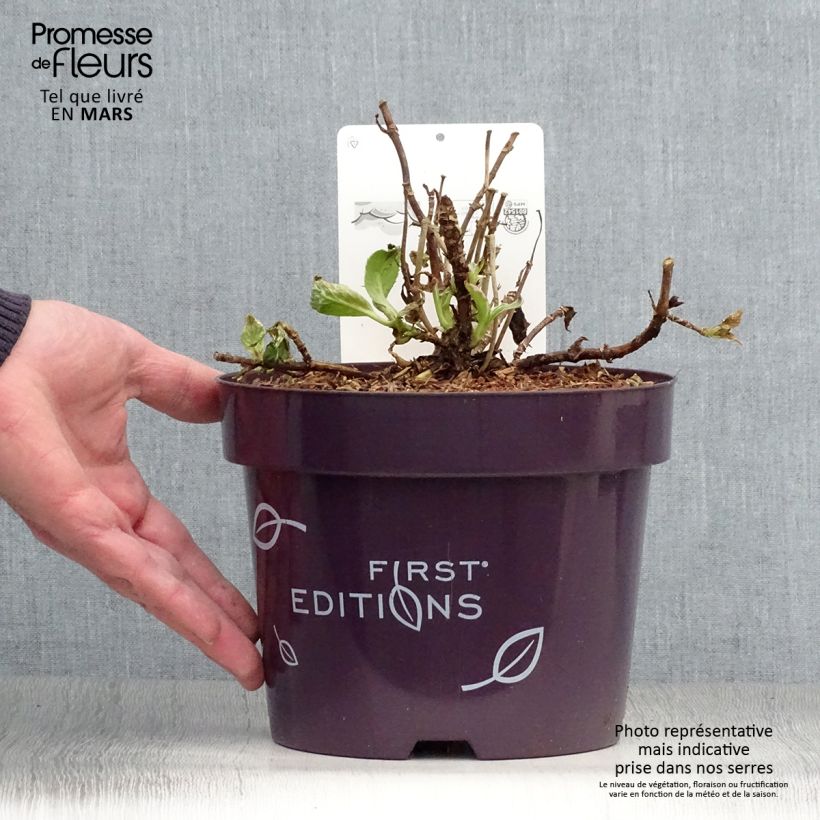 Amostra de Hortênsia macrophylla Light'o'Day Vaso de 3 L/4 L tal como entregue na primavera