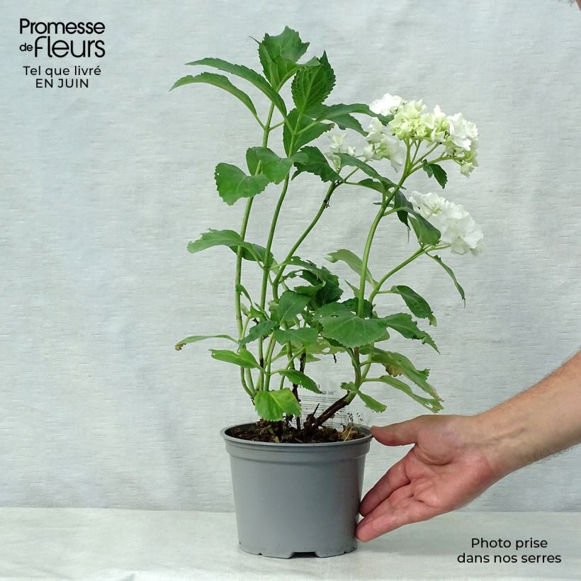 Amostra de Hortênsia macrophylla Magical Jade Vaso de 2 L/3 L tal como entregue no verão