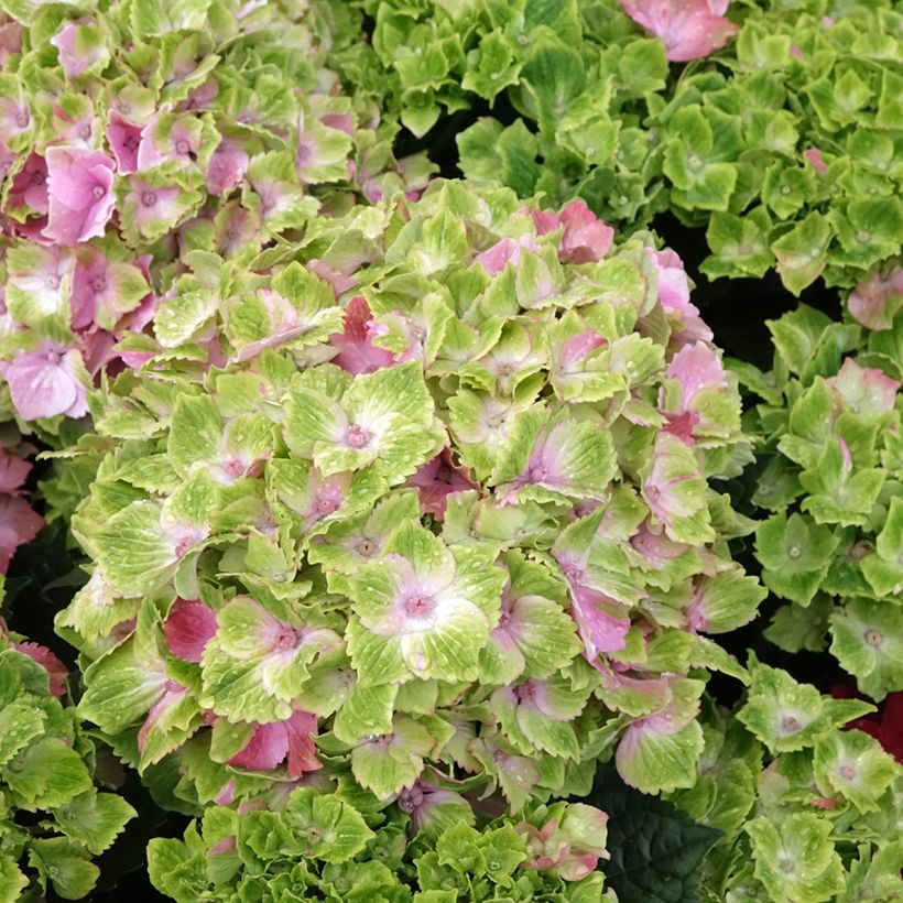 Hortênsia macrophylla Magical Jewel Rosa (Floração)