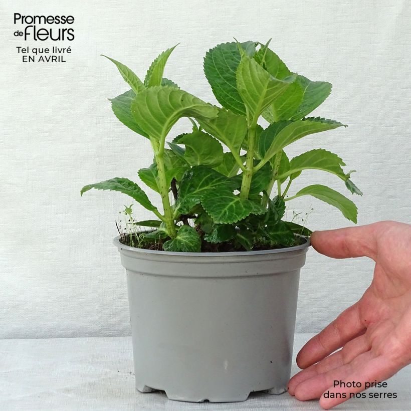 Amostra de Hortênsia macrophylla Magical Noblesse Vaso de 2 L/3 L tal como entregue na primavera