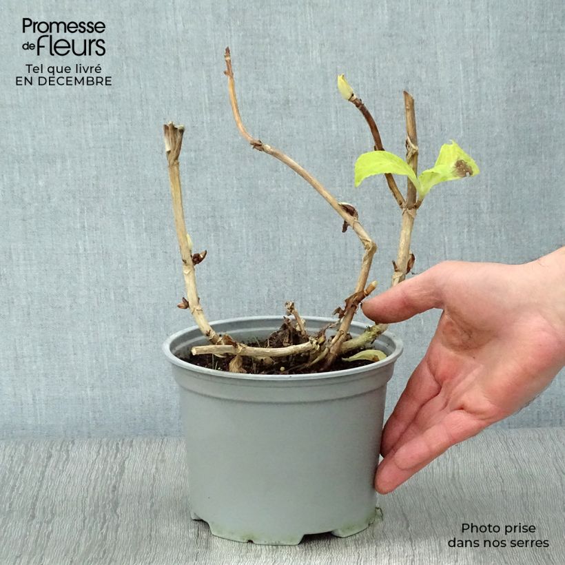 Amostra de Hortênsia macrophylla Magical Noblesse Vaso de 2 L/3 L tal como entregue no inverno