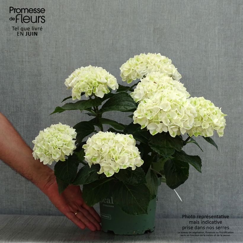 Amostra de Hortênsia macrophylla Magical Noblesse Vaso de 2 L/3 L tal como entregue no verão