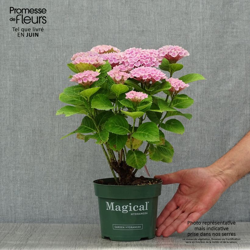 Amostra de Hortênsia macrophylla Magical Revolution Rose Vaso de 2 L/3 L tal como entregue no verão