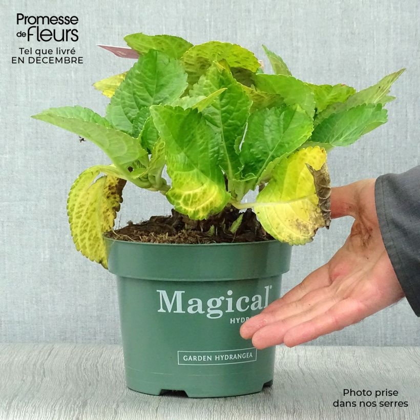 Amostra de Hortensia - Hydrangea macrophylla Magical Ruby Tuesday Vaso de 2 L/3 L tal como entregue no inverno