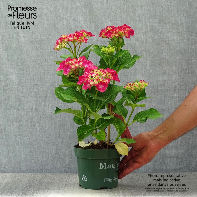 Amostra de Hortênsia macrophylla Magical Ruby Tuesday Vaso de 2 L/3 L tal como entregue no verão