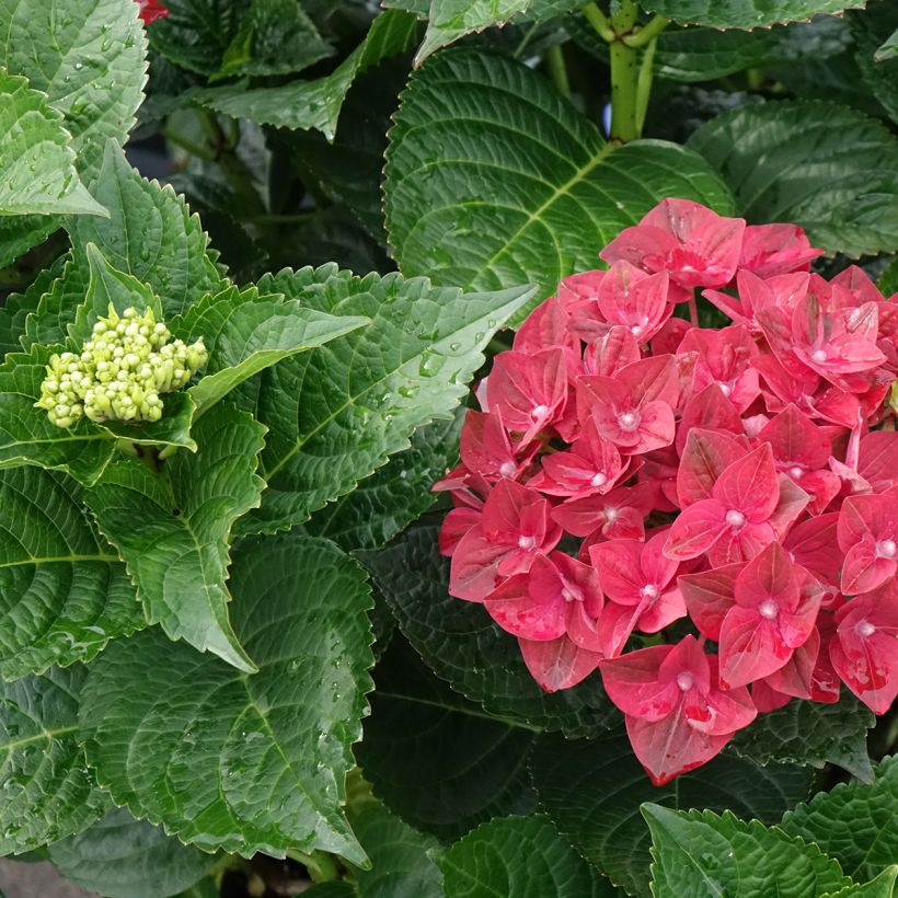 Hortênsia macrophylla Magical Ruby Tuesday (Folhagem)