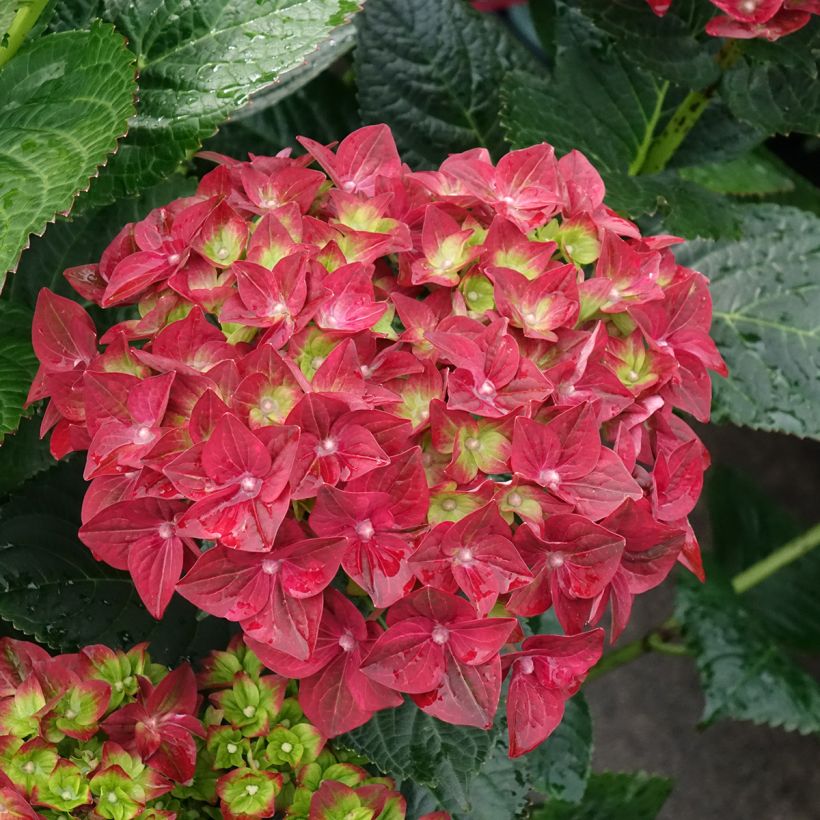 Hortênsia macrophylla Magical Ruby Tuesday (Floração)