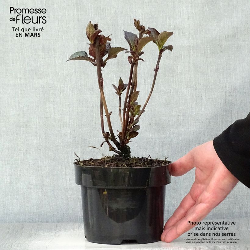 Amostra de Hortênsia macrophylla Merveille Sanguine Vaso de 2 L/3 L tal como entregue na primavera