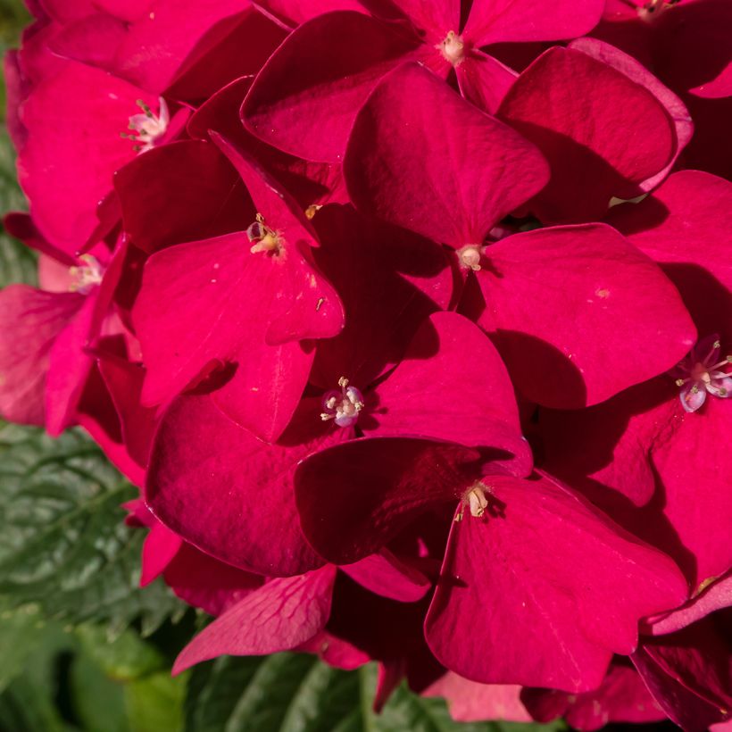 Hortênsia macrophylla Merveille Sanguine (Floração)