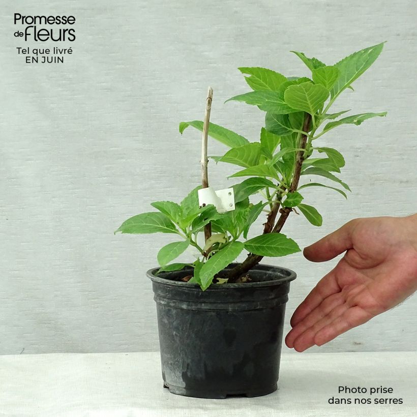 Amostra de Hortênsia macrophylla Messalina Vaso de 2 L/3 L tal como entregue no verão