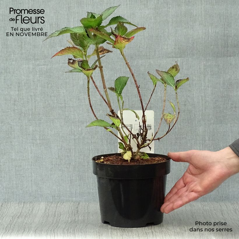 Amostra de Hortênsia macrophylla Mirai - Hydrangea macrophylla Vaso de 3 L/4 L tal como entregue no outono