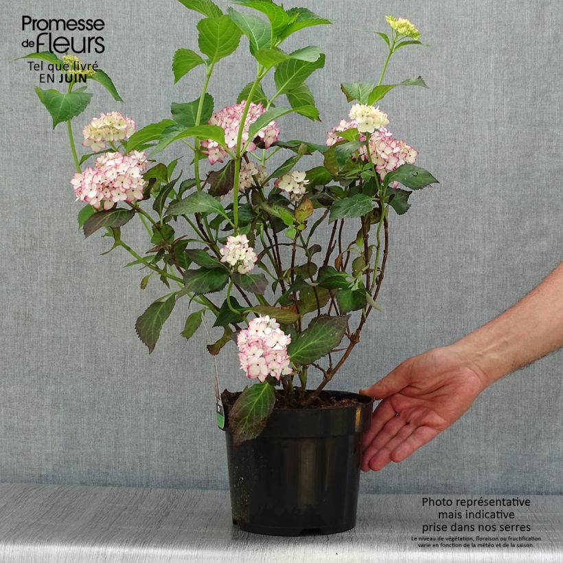 Amostra de Hortênsia macrophylla Mirai - Hydrangea macrophylla Vaso de 3 L/4 L tal como entregue no verão