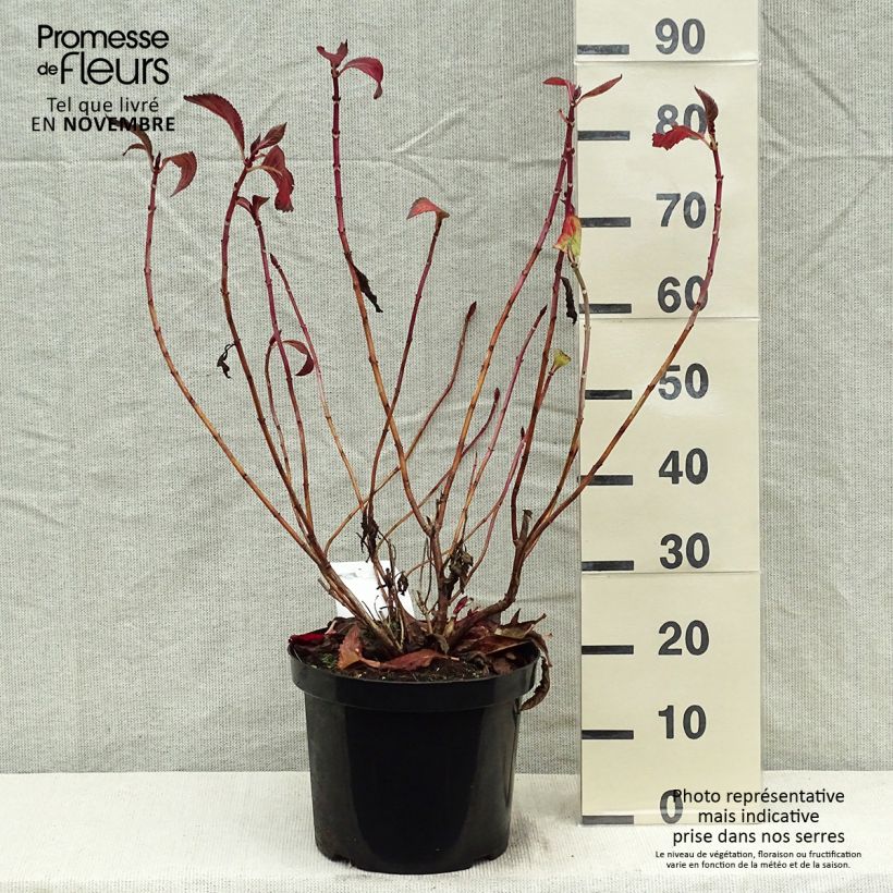 Amostra de Hortênsia macrophylla Mirai - Hydrangea macrophylla Vaso de 7,5 L/10 L tal como entregue no outono