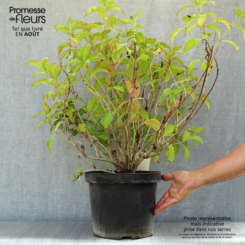 Amostra de Hortênsia macrophylla Mirai - Hydrangea macrophylla Vaso de 7,5 L/10 L tal como entregue no verão