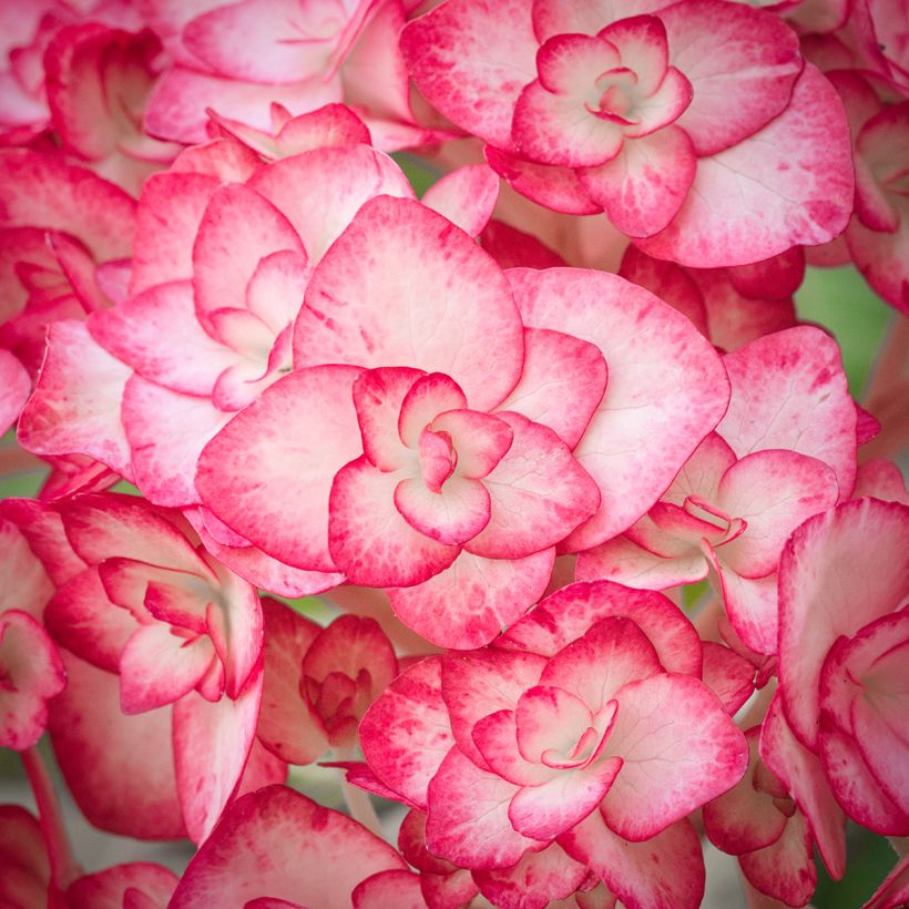 Hortênsia macrophylla Miss Saori (Floração)