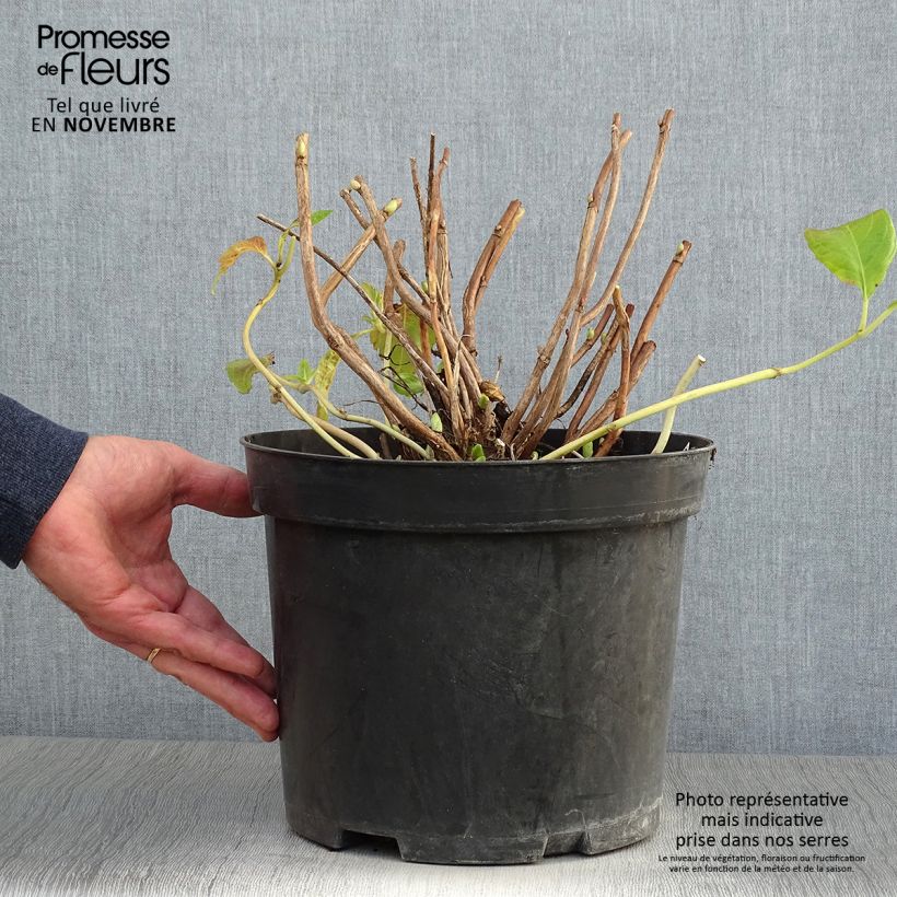 Amostra de Hortênsia macrophylla Mme Emile Mouillère Vaso de 7,5 L/10 L tal como entregue no outono