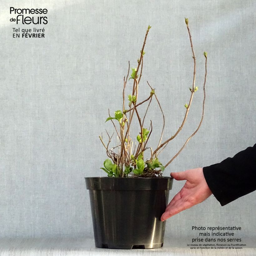 Amostra de Hortensia - Hydrangea macrophylla Mme Emile Mouillère Vaso de 7,5 L/10 L tal como entregue no inverno