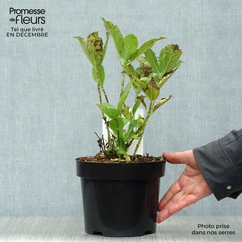 Amostra de Hortensia - Hydrangea macrophylla Mme Emile Mouillère Vaso de 3 L/4 L tal como entregue no inverno
