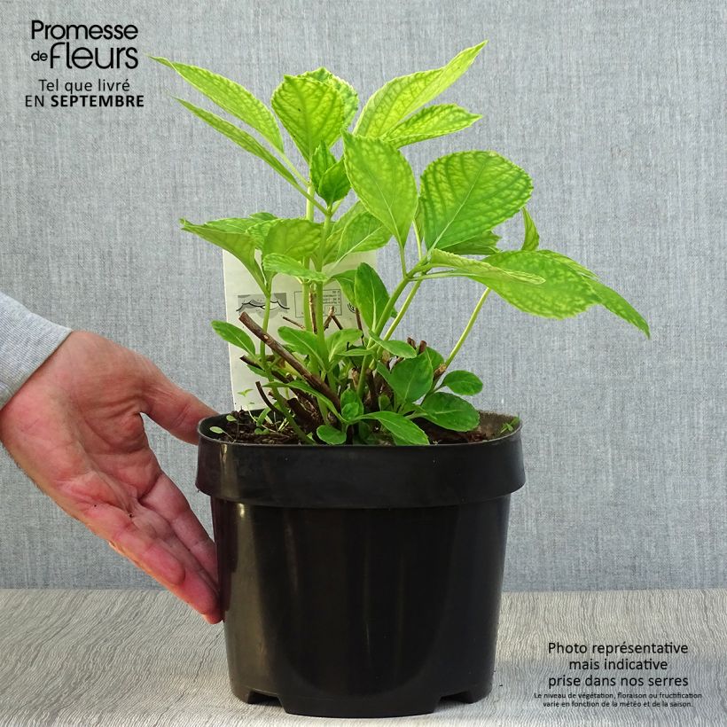 Amostra de Hortênsia macrophylla Mme Emile Mouillère Vaso de 3 L/4 L tal como entregue no outono