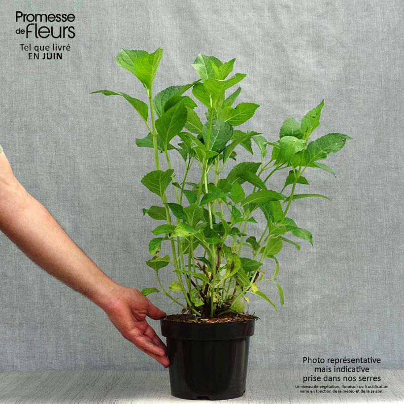 Amostra de Hortênsia macrophylla Mme Emile Mouillère Vaso de 3 L/4 L tal como entregue no verão