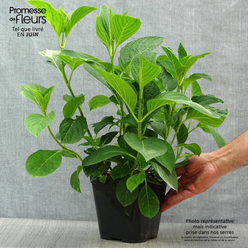 Amostra de Hortênsia macrophylla Mousmee Vaso de 2 L/3 L tal como entregue no verão